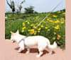 Obi, a Japanese or Korean Village Dog tested with EmbarkVet.com