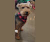 Photo of Waylon, a Welsh Terrier  in Missouri, USA