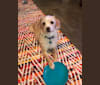 Effie, a Chihuahua and Poodle (Small) mix tested with EmbarkVet.com