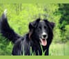 Zane, a Shetland Sheepdog and Labrador Retriever mix tested with EmbarkVet.com