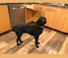 Grover, a Poodle (Standard) tested with EmbarkVet.com