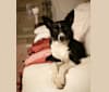 Photo of Minnie, a Border Collie mix in Redwater, AB, Canada