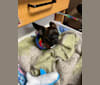 Doobie, a Chihuahua and Dachshund mix tested with EmbarkVet.com