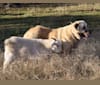 Pasha, an Anatolian Shepherd Dog tested with EmbarkVet.com