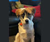 Maggie, a Labrador Retriever and Chow Chow mix tested with EmbarkVet.com