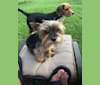 Photo of Bella, a Yorkshire Terrier  in Dorset, VT, USA