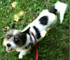 Lewis, a Rat Terrier and Chow Chow mix tested with EmbarkVet.com