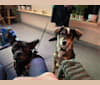 Benny, an Arabian Village Dog tested with EmbarkVet.com