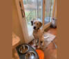 Roland Schitt Siegel, an American English Coonhound and American Bulldog mix tested with EmbarkVet.com
