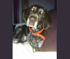 Babe Connington, a German Shorthaired Pointer tested with EmbarkVet.com