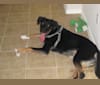 Brodie, a German Shepherd Dog and Dalmatian mix tested with EmbarkVet.com
