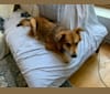 Abita, a German Shepherd Dog and Siberian Husky mix tested with EmbarkVet.com