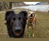 Indie, a German Shepherd Dog and Doberman Pinscher mix tested with EmbarkVet.com