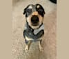 Photo of Geo, an Australian Cattle Dog, Rat Terrier, and Mixed mix in Maury County, TN, USA