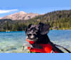 Rocco, a Cocker Spaniel and Chihuahua mix tested with EmbarkVet.com