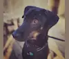 Buddy, a Southeast Asian Village Dog tested with EmbarkVet.com