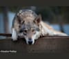 Misha, GrandLine WolfDog a dog tested with EmbarkVet.com