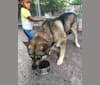 Tikaani a dog tested with EmbarkVet.com