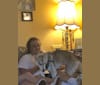 Montana, a Siberian Husky and Boston Terrier mix tested with EmbarkVet.com