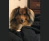 Fenric, a Shetland Sheepdog and Beagle mix tested with EmbarkVet.com