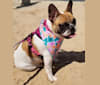 Penelope, a French Bulldog tested with EmbarkVet.com