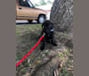 Bear, a Labrador Retriever and American Pit Bull Terrier mix tested with EmbarkVet.com
