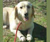 Ragdoll, a Labrador Retriever and Beagle mix tested with EmbarkVet.com