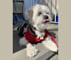 Nemo, a Lhasa Apso tested with EmbarkVet.com