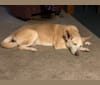 Photo of Raynn, a German Shepherd Dog, Labrador Retriever, Chow Chow, and Siberian Husky mix in Nashville, Tennessee, USA