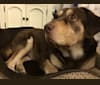 MOOSE, a Labrador Retriever and Staffordshire Terrier mix tested with EmbarkVet.com