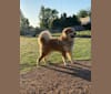 Photo of Kaldi, a Great Pyrenees, Chow Chow, and Mixed mix in Montgomery, Texas, USA