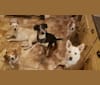Meeka, an Australian Cattle Dog and Beagle mix tested with EmbarkVet.com