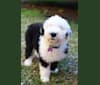 Journey's and "Tango" Makes Three, an Old English Sheepdog tested with EmbarkVet.com