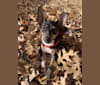 Toby, a Chihuahua and Rat Terrier mix tested with EmbarkVet.com