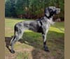 Photo of Pepper, a German Shorthaired Pointer  in Castlereagh NSW, Australia