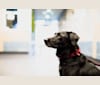 Jackie, a Labrador Retriever tested with EmbarkVet.com