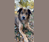 Photo of Koby, an Australian Shepherd, Boxer, American Pit Bull Terrier, and Labrador Retriever mix in Atlanta, Georgia, USA