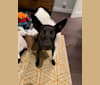 Remy Mordechai, a Formosan Mountain Dog tested with EmbarkVet.com