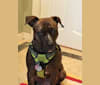 Dambe, an American Pit Bull Terrier and American Staffordshire Terrier mix tested with EmbarkVet.com