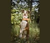 Kora, an Australian Cattle Dog and German Shorthaired Pointer mix tested with EmbarkVet.com