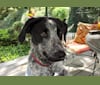 Molly, an Australian Cattle Dog and Labrador Retriever mix tested with EmbarkVet.com