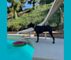 Kobe, a Dogo Argentino and Doberman Pinscher mix tested with EmbarkVet.com