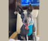 Athena, a Border Collie and Australian Cattle Dog mix tested with EmbarkVet.com