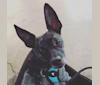 Photo of Lex Gabubz, a Chihuahua, Boston Terrier, and Mixed mix in Kentucky, USA