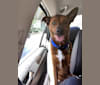 Photo of Nigel, an American Pit Bull Terrier, Chow Chow, and Boxer mix in Maricopa County, AZ, USA