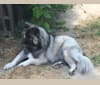 Jake, a Siberian Husky and German Shepherd Dog mix tested with EmbarkVet.com