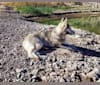 Chemistry, a Siberian Husky and German Shepherd Dog mix tested with EmbarkVet.com