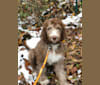 Roscoe, a Poodle (Standard) and Golden Retriever mix tested with EmbarkVet.com