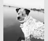 Remy, a Pug and Labrador Retriever mix tested with EmbarkVet.com