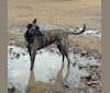 Adelaide, a German Shepherd Dog and American Bulldog mix tested with EmbarkVet.com